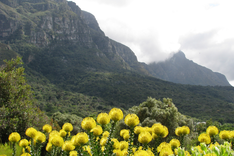 Kirstenbosch BG
