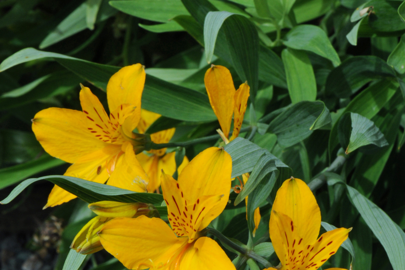 Alstroemeria aurea
