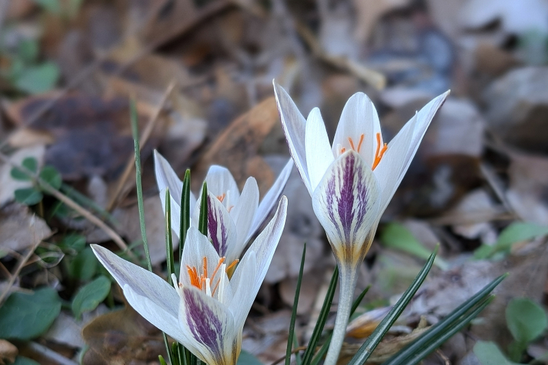 Crocus laevigatus, growing wild in Crete