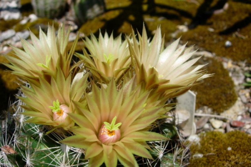 E. missouriensis, photo by John Weiser