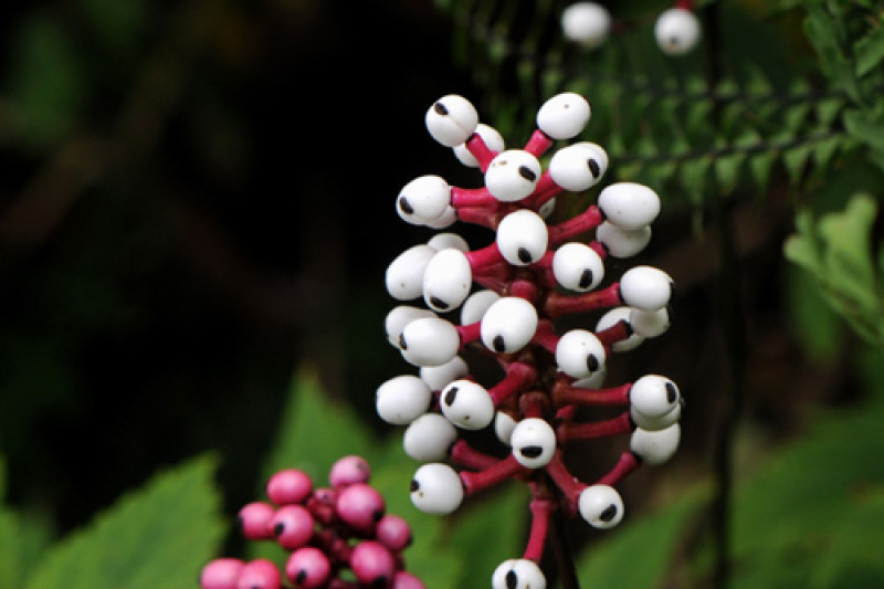 Actaea pachypoda