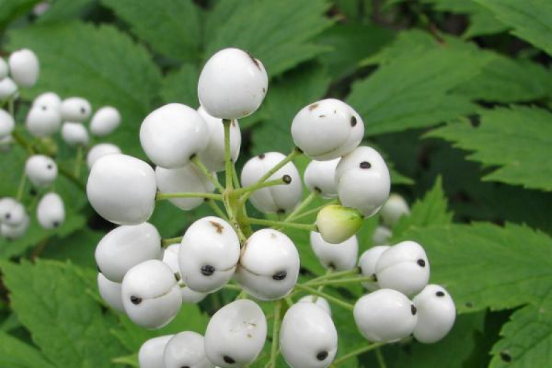 Actaea rubra var. neglecta