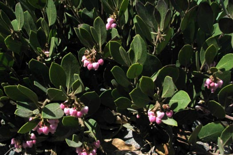 Arctostaphyllos 'Arroyo Cascade'