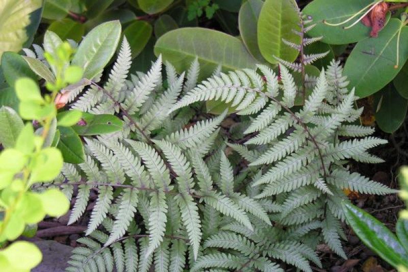 Athyrium 'Branford Beauty'