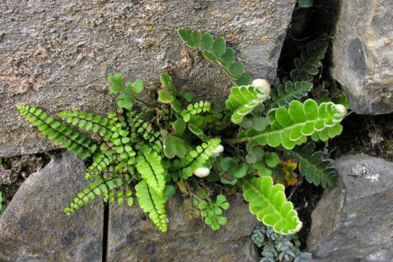 Asplenium ceterach; photo by Todd Boland