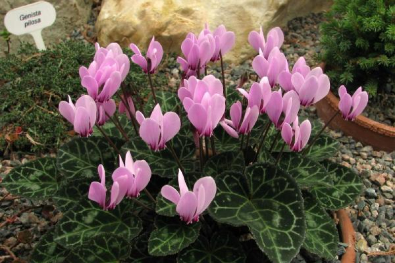 Cyclamen graecum