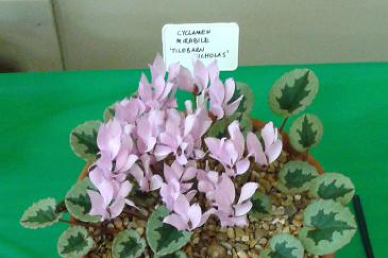 Cyclamen mirabile on the show table of an SRGC show.