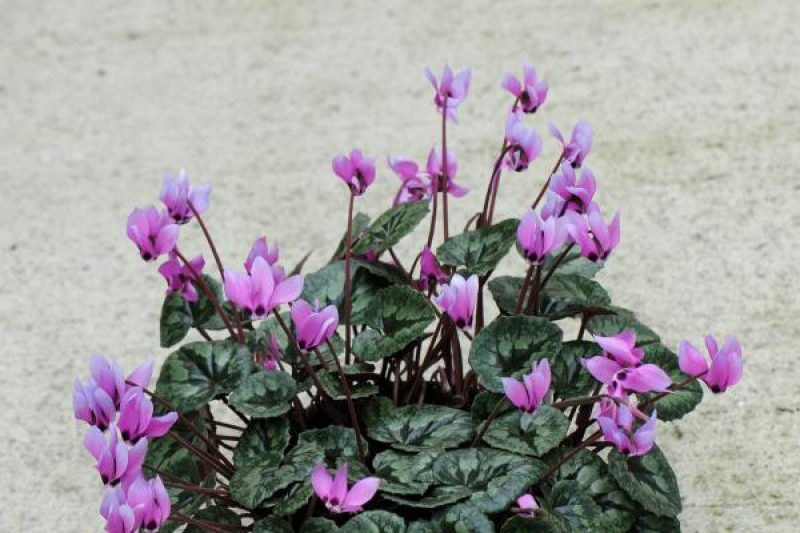 Cyclamen pseudibericum