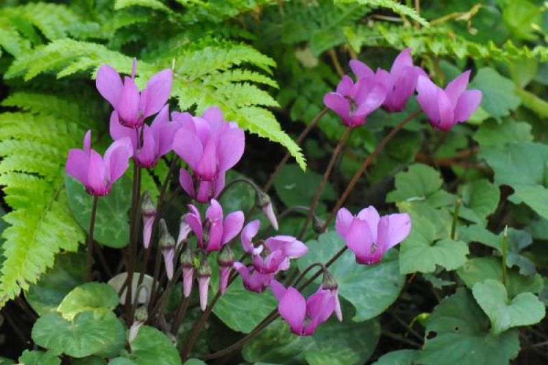 Cyclamen purpurascens