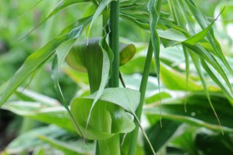 Arisaema consanguineum; photo by Todd Boland