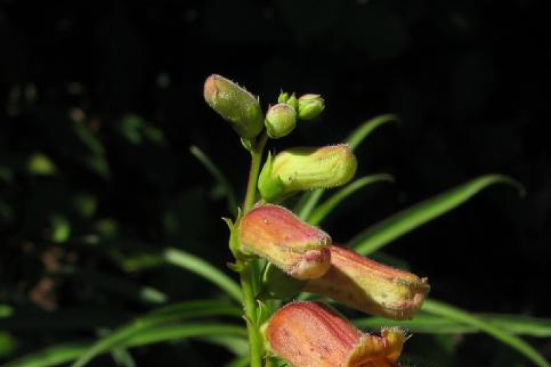 Digitalis obscura