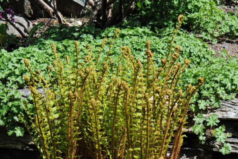 Dryopteris affinis