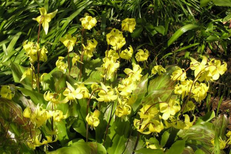 Erythronium 'Pagoda'
