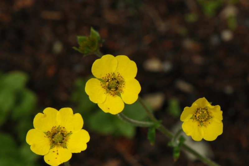 Geum elatum