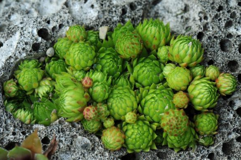 Jovibarba sobolifera