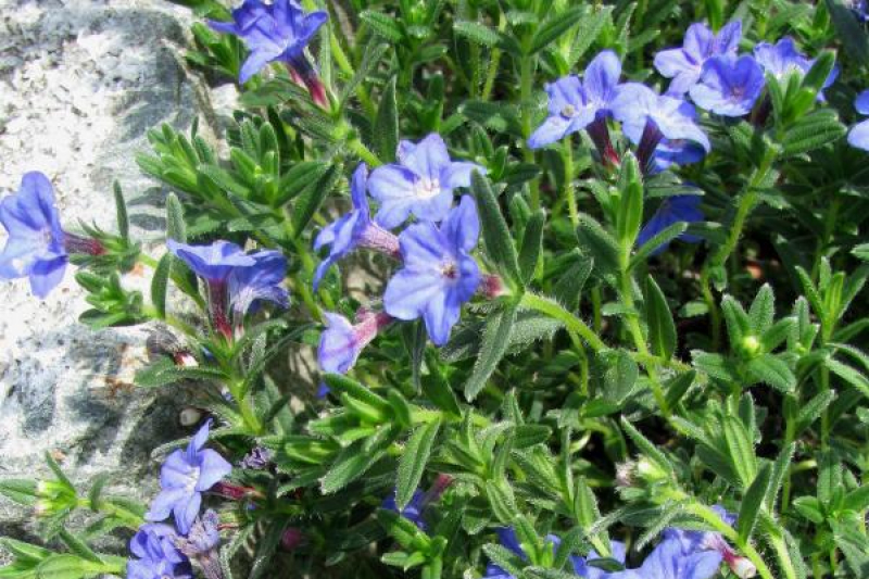 Lithodora diffusa 'Grace Ward'