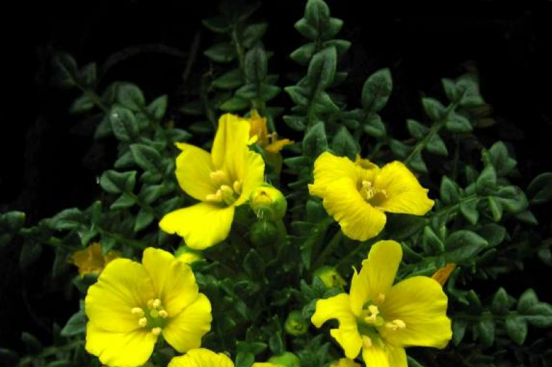 Morisia monanthos
