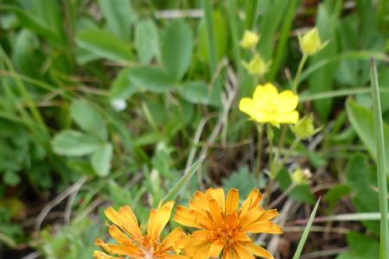 Agoseris aurantiaca; Banff National Park, AB.