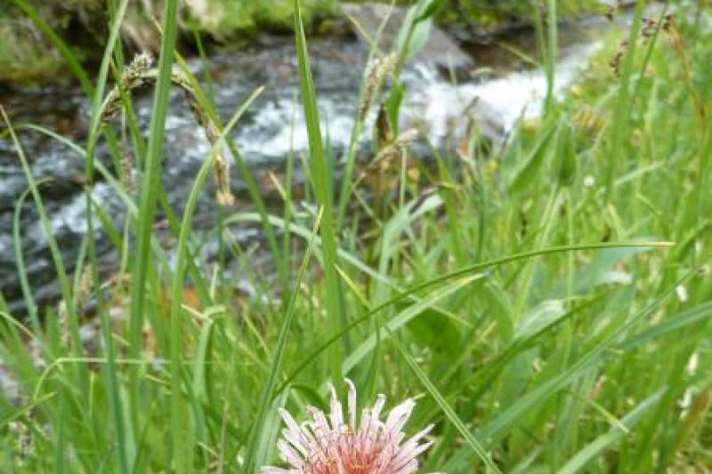 Agoseris lackschewitzii; Banff National Park, AB.