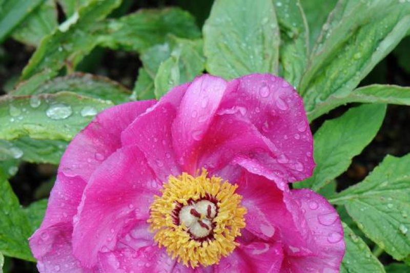 Paeonia officinalis 'Mollis'