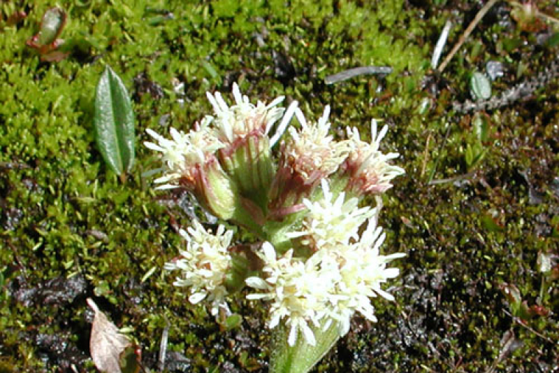 Petasites nivalis