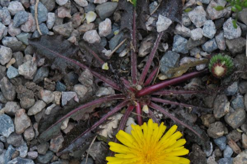 Taraxacum rubrifolium