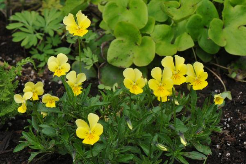 Viola lutea