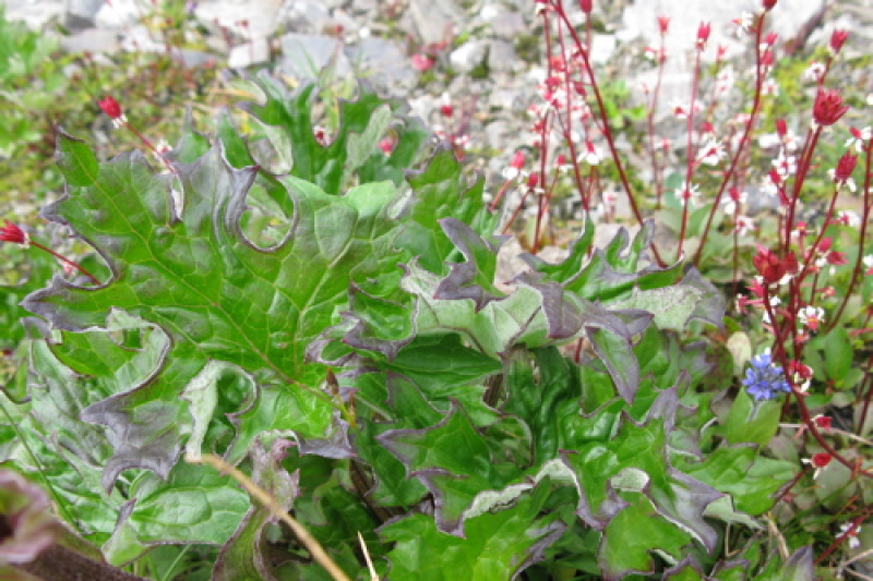 Petasites nivalis subsp. vitifolius