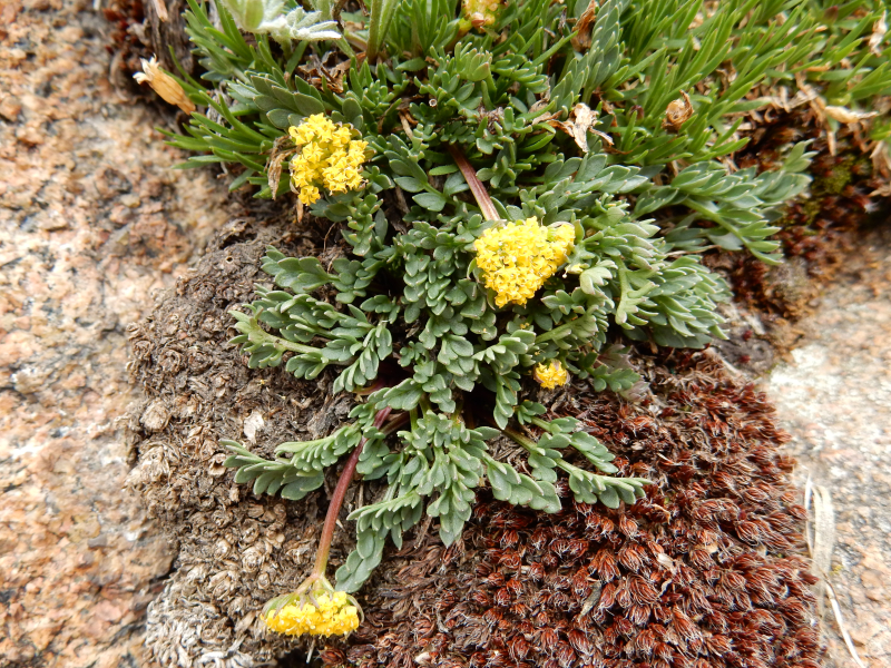 Cymopterus alpinus Cymopterus alpinus