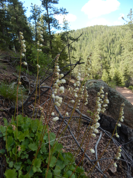 Heuchera hallii Heuchera hallii