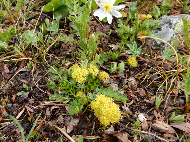 Podistera eastwoodiae Podistera eastwoodiae