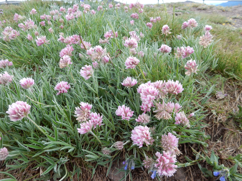 Trifolium attenuatum Trifolium attenuatum