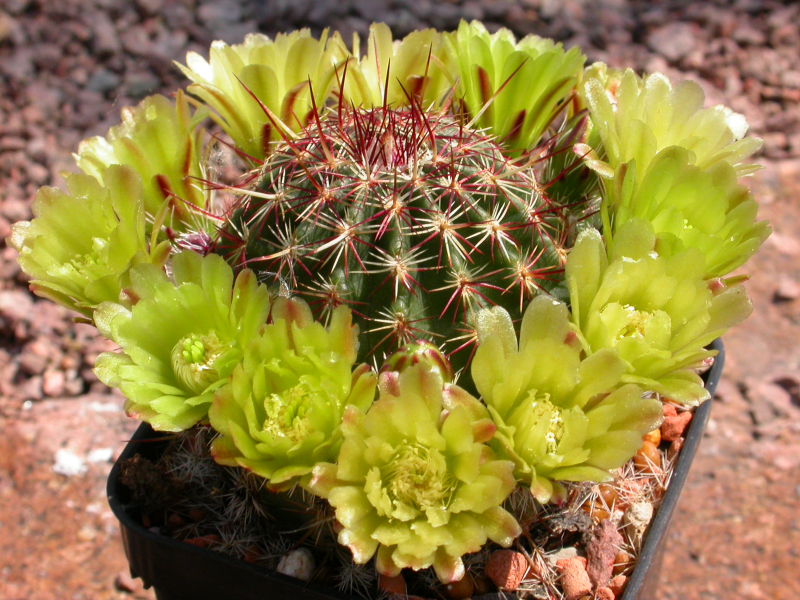 Echinocereus viridiflorus Echinocereus viridiflorus