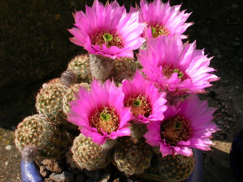 Echinocereus reichenbachii subsp. caespitosus in a clay bowl Echinocereus reichenbachii subsp. caespitosus in a clay bowl