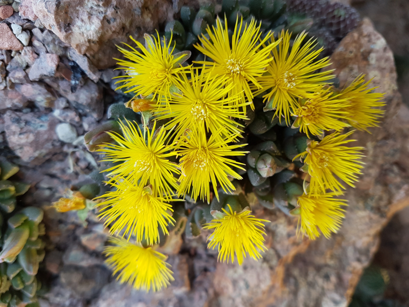 Stomatium mustellinum Stomatium mustellinum