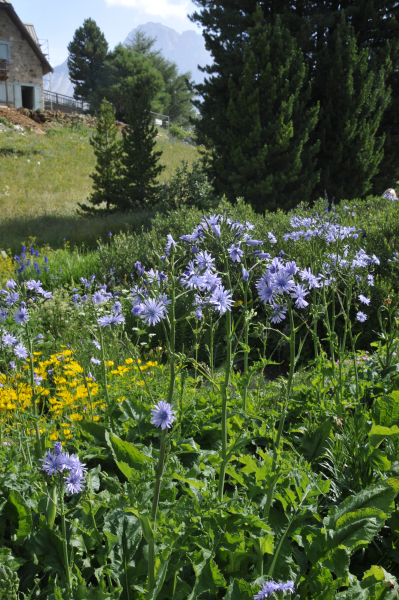 Cicerbita plumieri blooming in the grassland beds. Cicerbita plumieri blooming in the grassland beds.