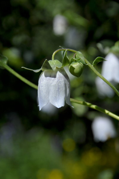 Codonopsis clematidea Codonopsis clematidea