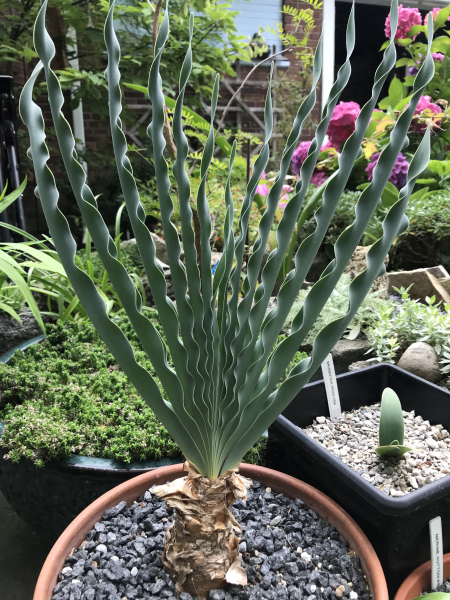 Boophone disticha Boophone disticha