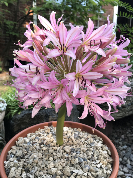 Brunsvigia bosmaniae Brunsvigia bosmaniae