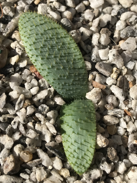 Brunsvigia namaquana Brunsvigia namaquana