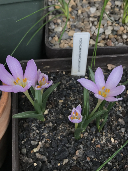 Colchicum hungaricum ‘Valentine’ Colchicum hungaricum ‘Valentine’