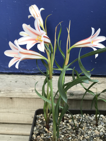 Cyrtanthus smithiae Cyrtanthus smithiae