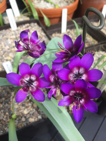 Geissorhiza monanthos Geissorhiza monanthos