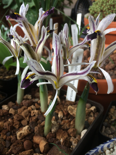 Iris nicolai Iris nicolai