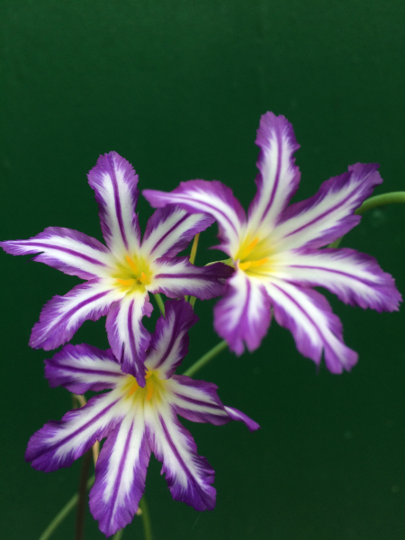 Leucocoryne vittata Leucocoryne vittata