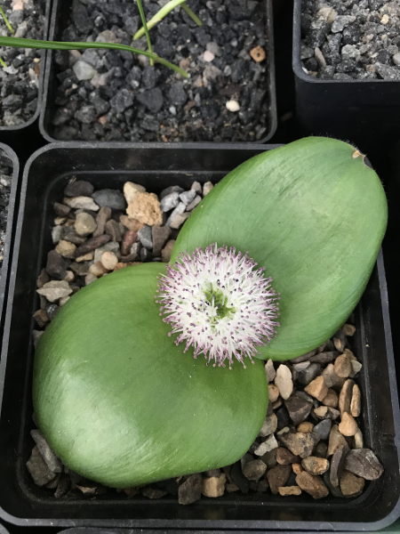 Massonia hirsuta Massonia hirsuta