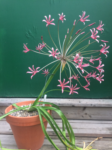 Nerine laticoma ssp. huttoniae Nerine laticoma ssp. huttoniae
