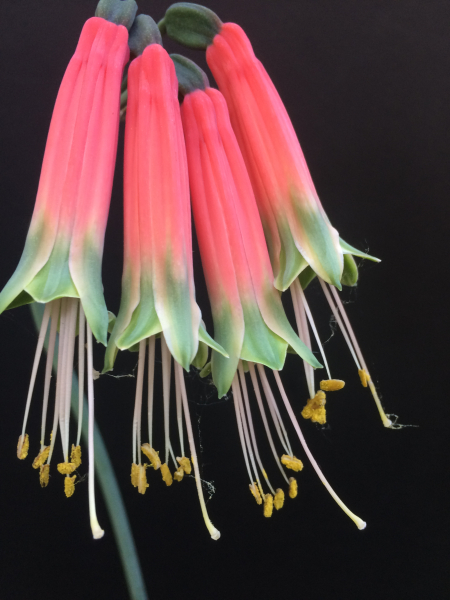 Phaedranassa dubia Phaedranassa dubia