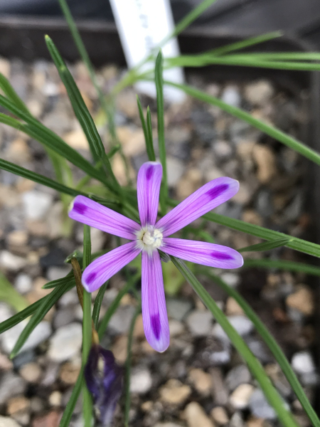 Romulea hantamensis Romulea hantamensis