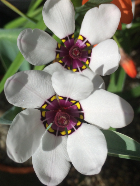 Sparaxis elegans Sparaxis elegans